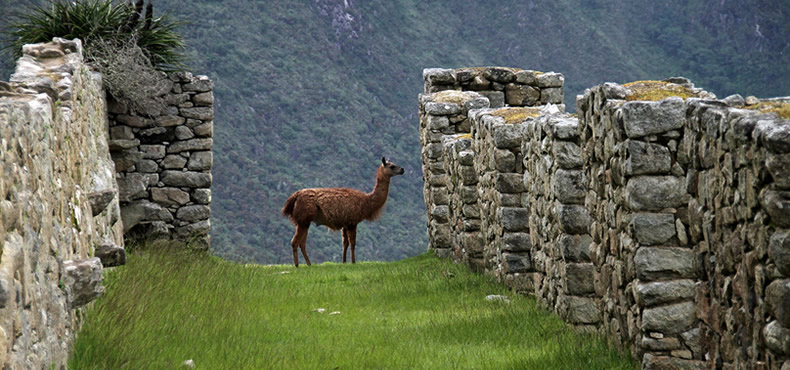Viajes a Machu Picchu por Tren 02 Dias – Desde Ollantaytambo