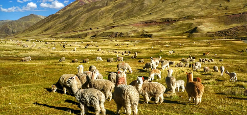 Vinicunca Tours 1 Dia