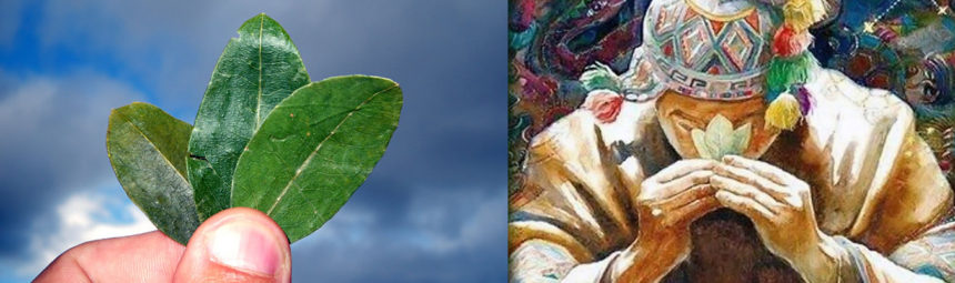 Usos de la Sagrada Hoja de Coca, Consumo de Alcoides
