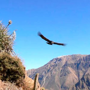 Tours al Cañon del Colca desde Arequipa 01 Dia