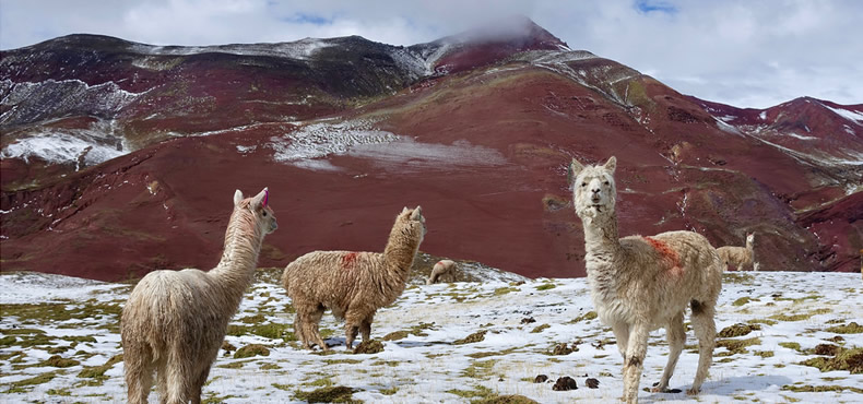 Tour Privado a la Montaña de Colores