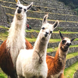 Tour Cusco, Machupicchu, Vinicunca, Maras Moray 05 Dias